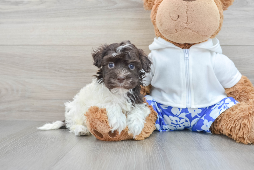 Happy Havanese Purebred Puppy