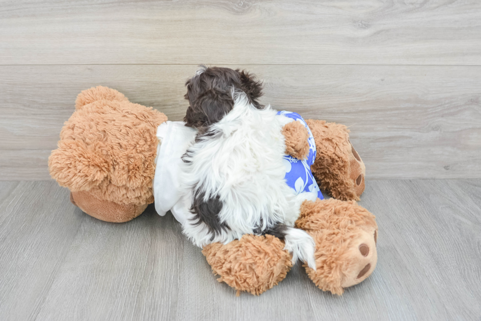 Sweet Havanese Purebred Puppy