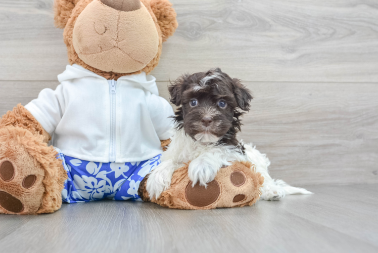 Hypoallergenic Havanese Baby