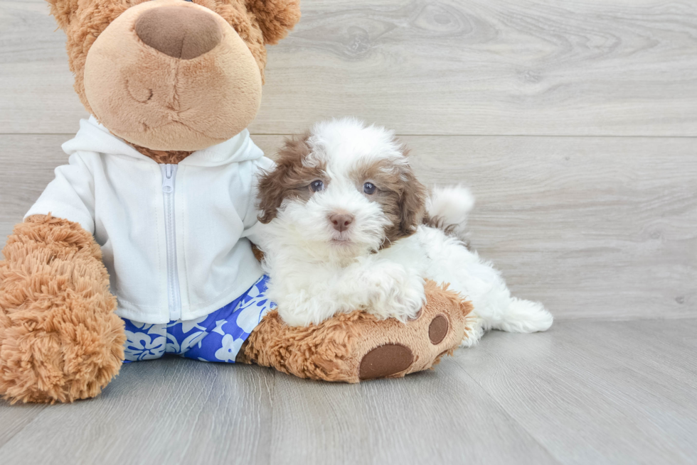 Havanese Puppy for Adoption