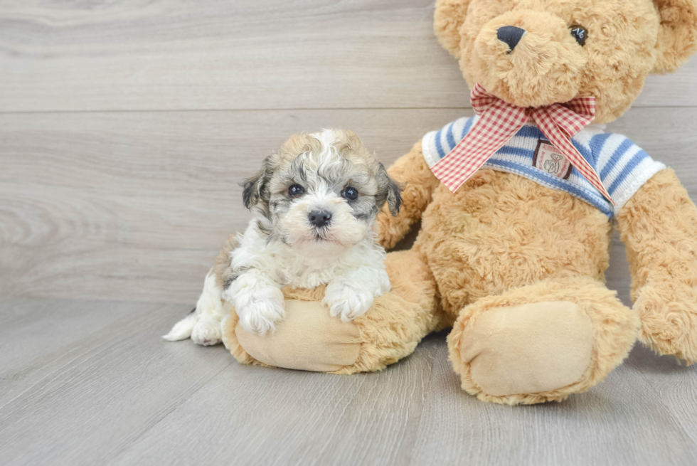 Energetic Havanese Purebred Puppy