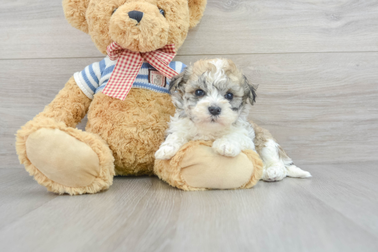 Havanese Puppy for Adoption