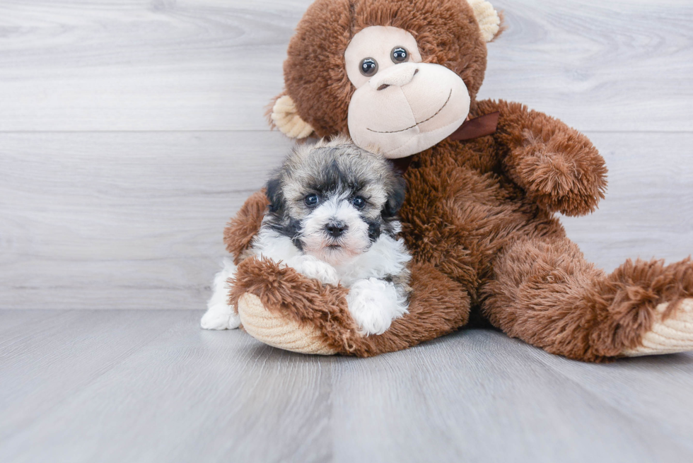 Havanese Pup Being Cute