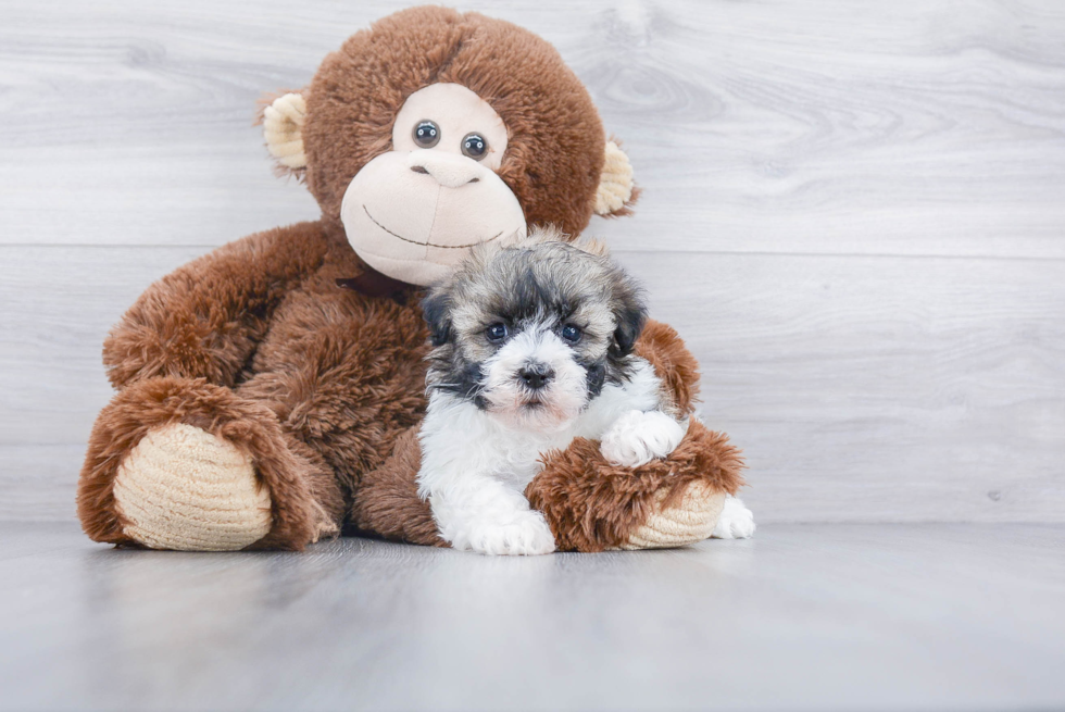 Playful Havanese Purebred Pup