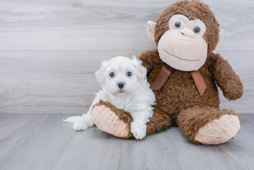 Havanese Pup Being Cute