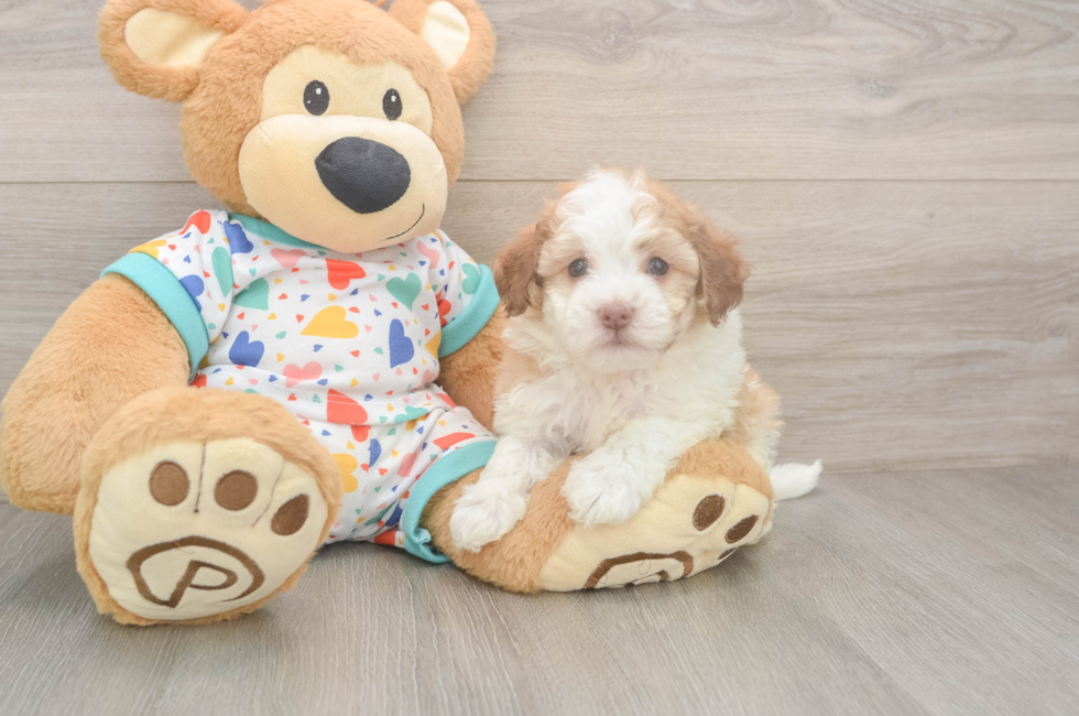 6 week old Havanese Puppy For Sale - Premier Pups