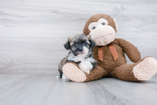 Playful Havanese Baby