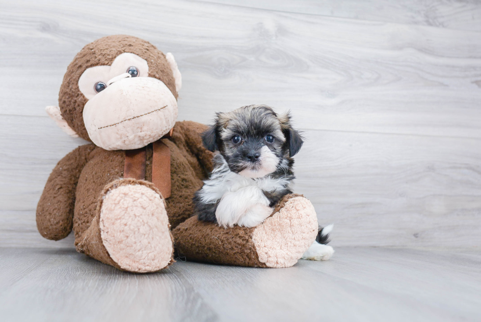 Cute Havanese Purebred Puppy