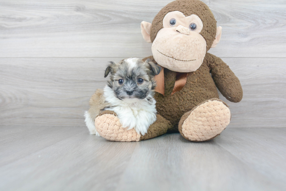 Friendly Havanese Baby