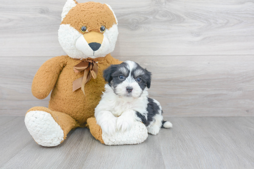 Havanese Puppy for Adoption