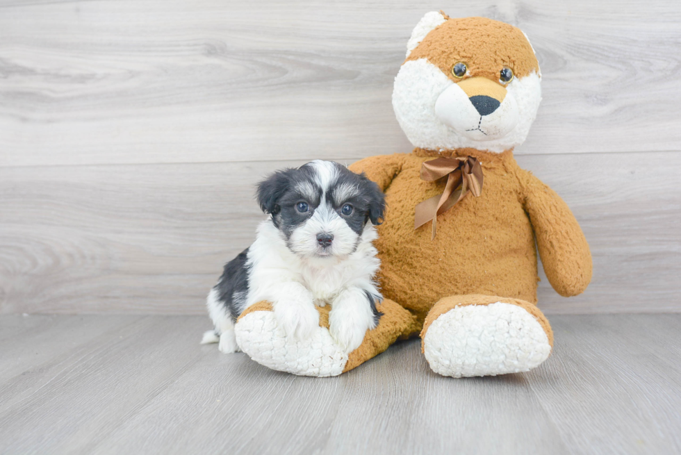 Best Havanese Baby