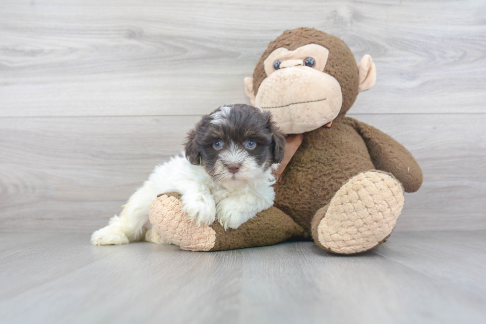 Havanese Puppy for Adoption