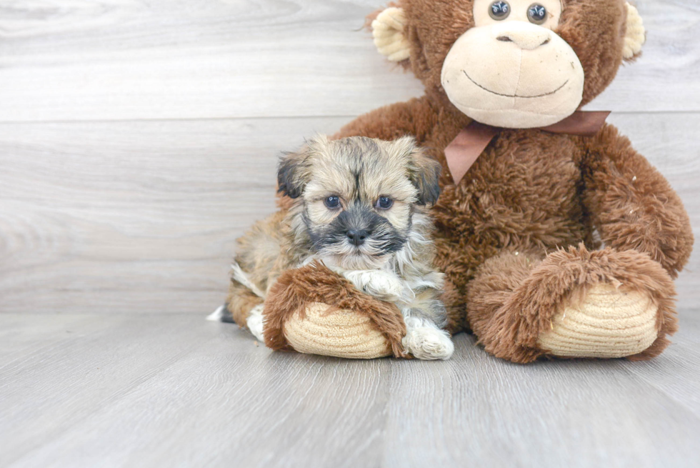 Best Havanese Baby