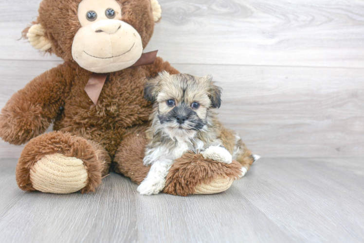 Havanese Puppy for Adoption