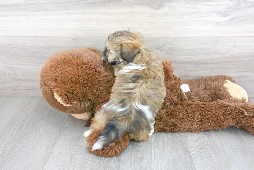 Small Havanese Baby