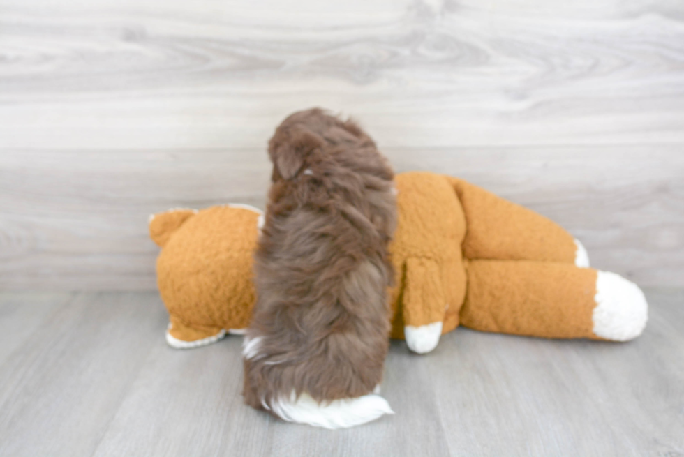 Hypoallergenic Havanese Purebred Pup