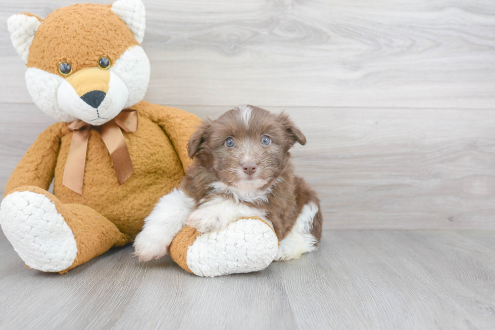 Small Havanese Baby