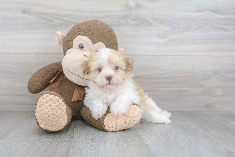 Funny Havanese Purebred Pup