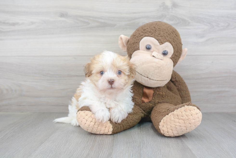 Best Havanese Baby