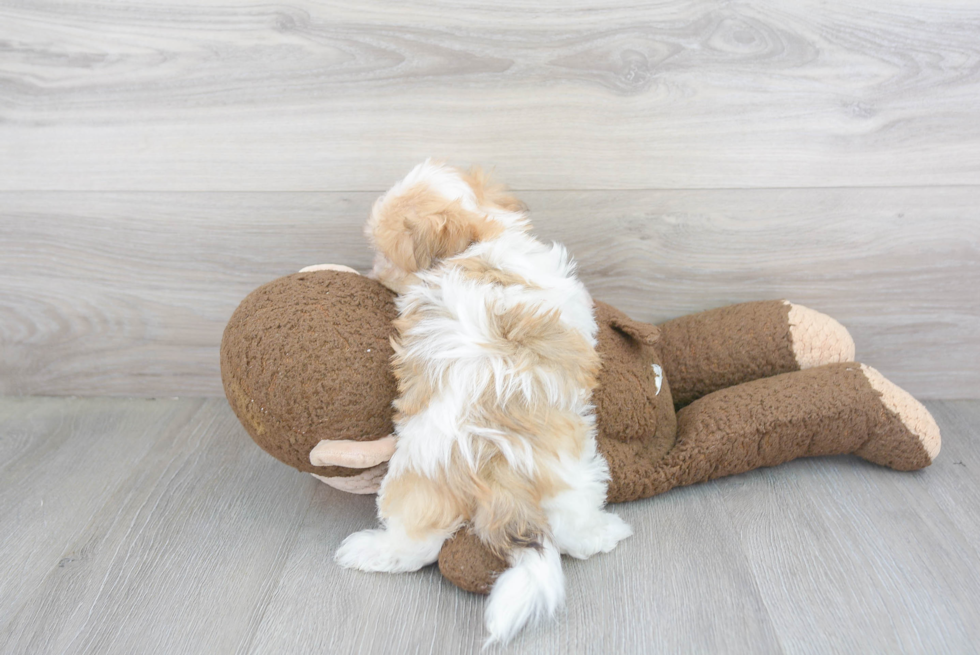 Havanese Pup Being Cute