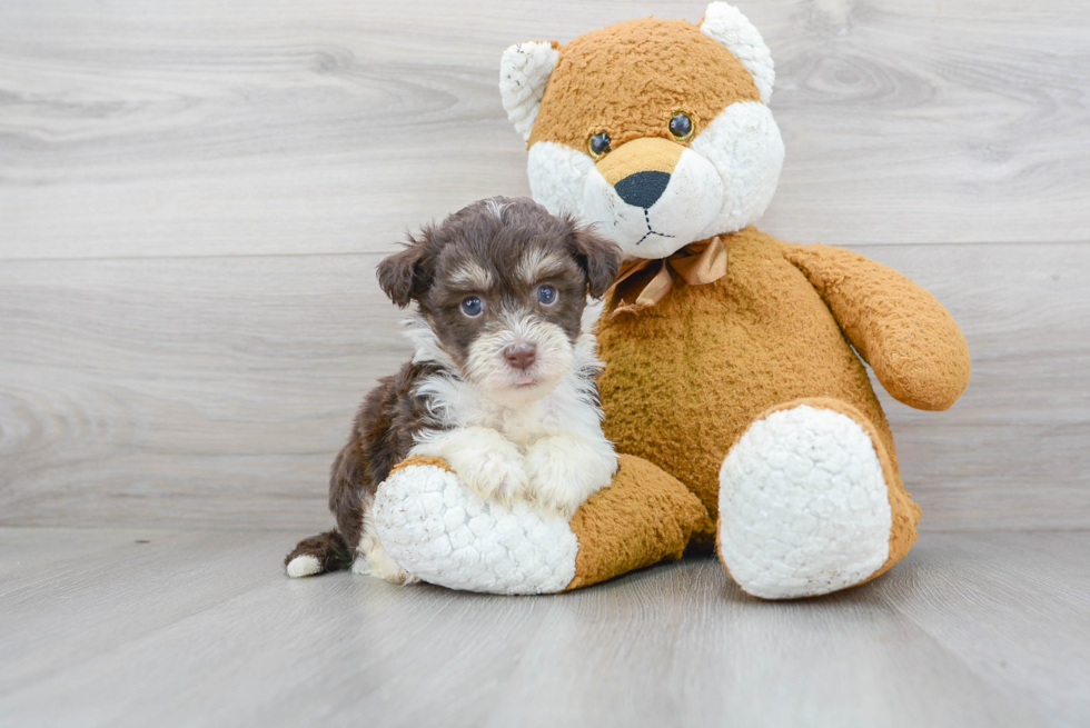 Akc Registered Havanese Purebred Pup