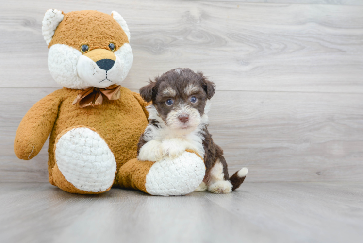 Hypoallergenic Havanese Purebred Pup