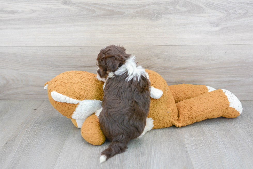 Havanese Pup Being Cute