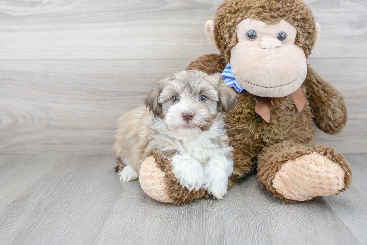 Playful Havanese Purebred Pup