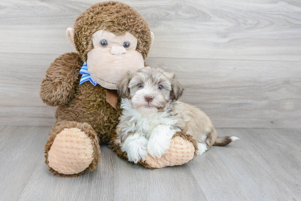 Happy Havanese Purebred Puppy