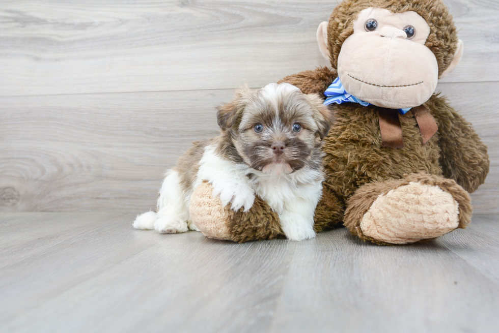 Havanese Pup Being Cute