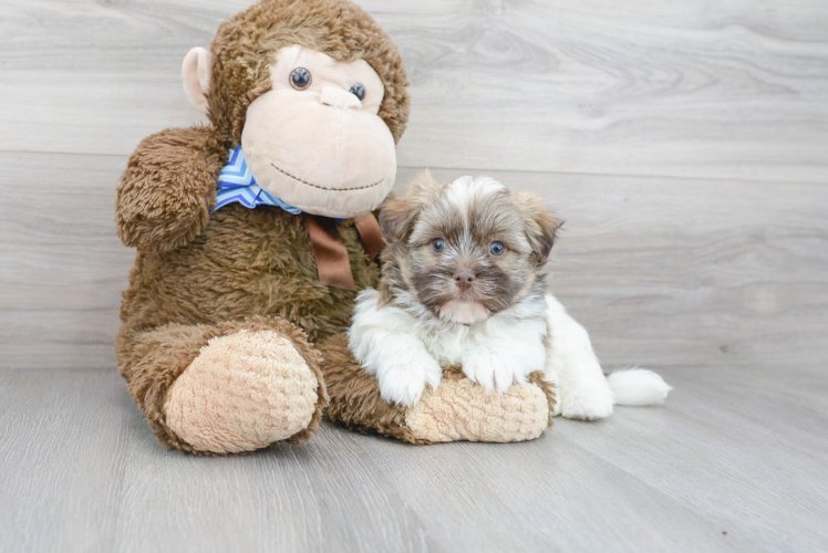 Petite Havanese Purebred Puppy