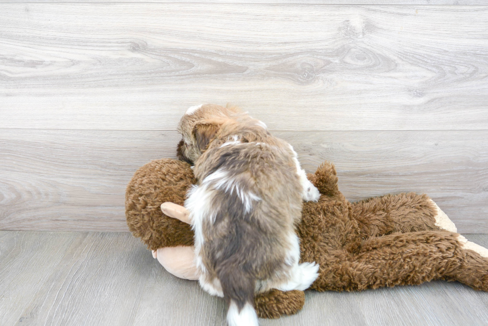 Hypoallergenic Havanese Purebred Pup