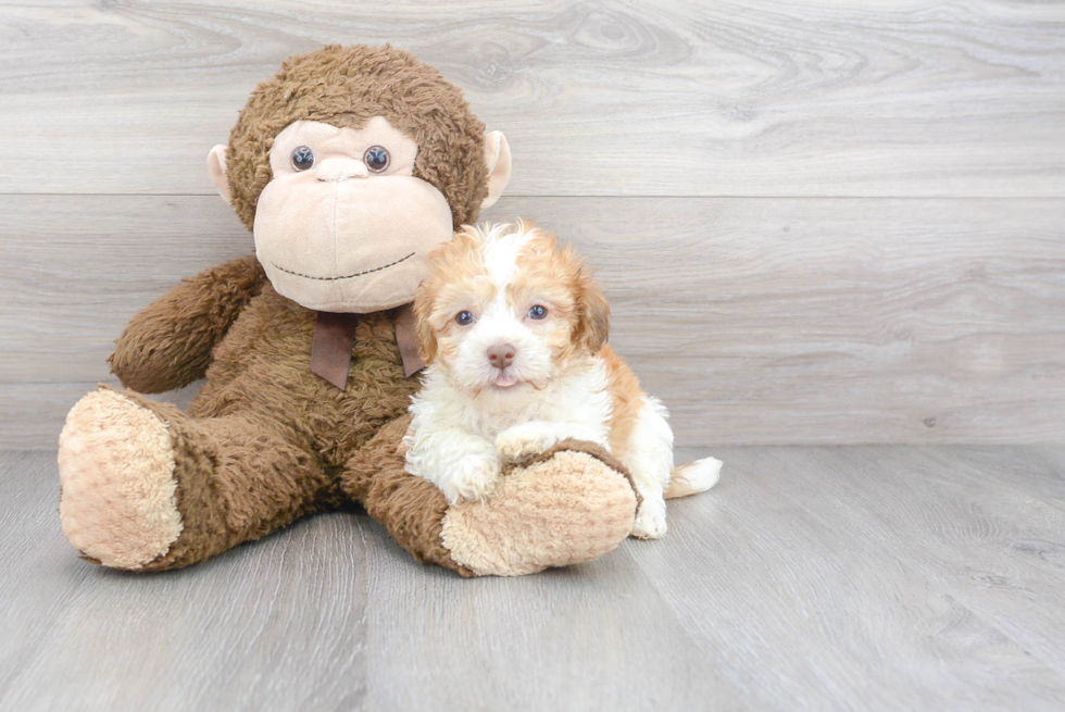 Petite Havanese Purebred Puppy