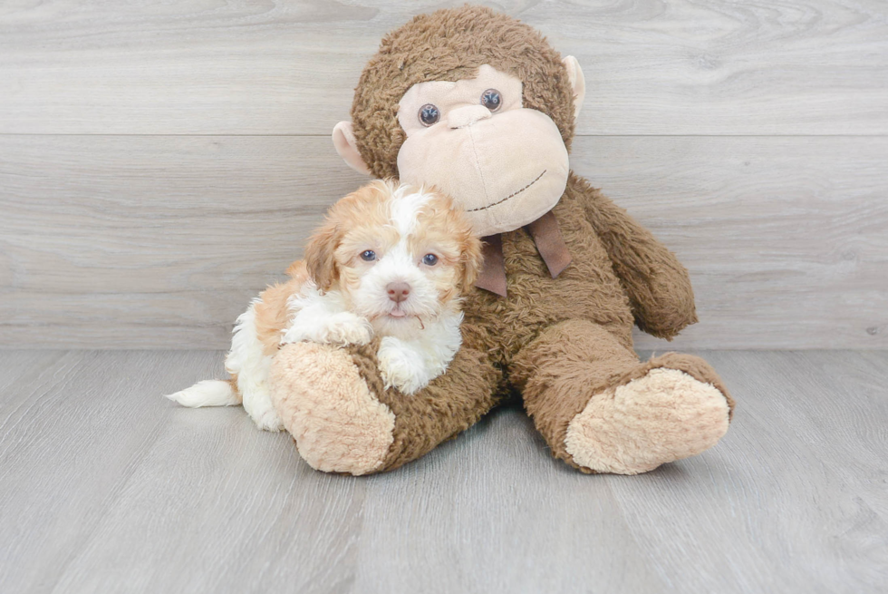 Funny Havanese Baby