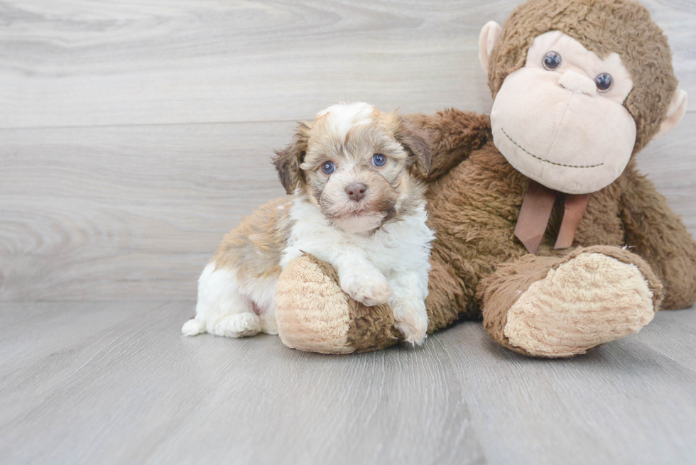 Havanese Pup Being Cute