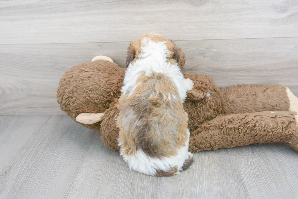 Hypoallergenic Havanese Purebred Pup