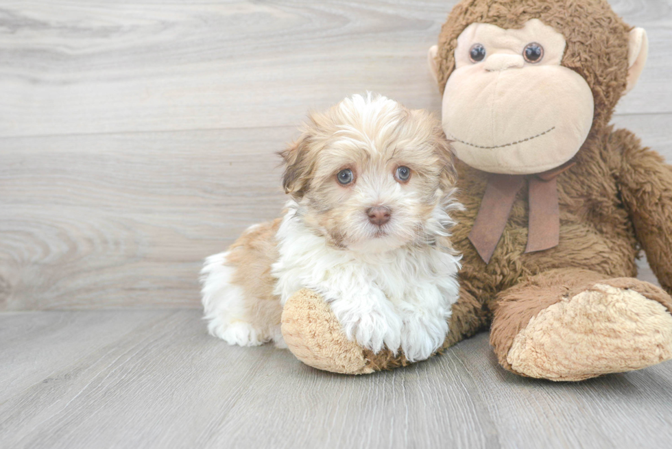 Havanese Puppy for Adoption