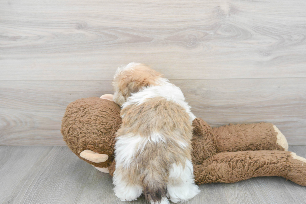 Fluffy Havanese Purebred Puppy