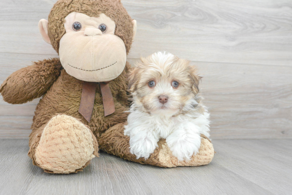 Havanese Puppy for Adoption