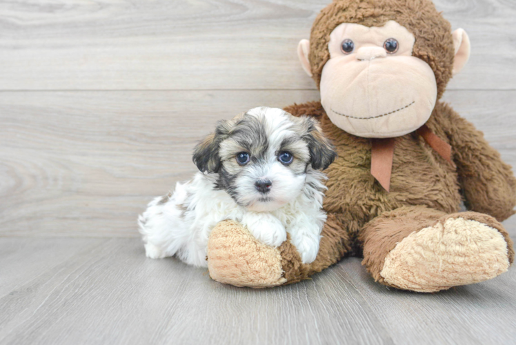Hypoallergenic Havanese Purebred Pup