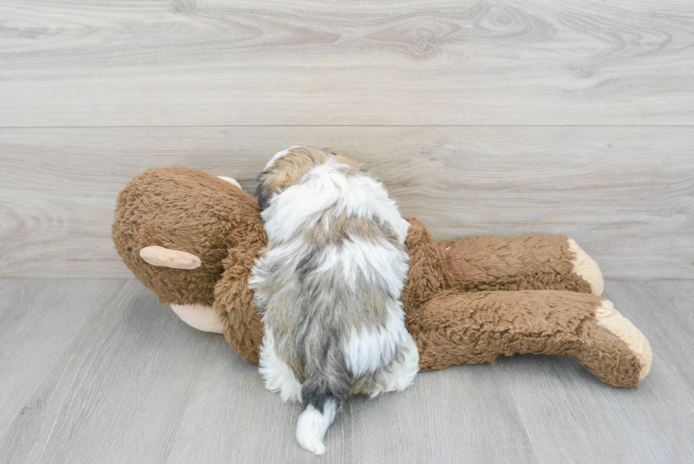 Havanese Puppy for Adoption