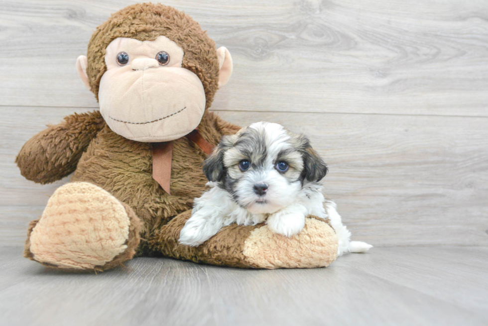 Popular Havanese Purebred Pup