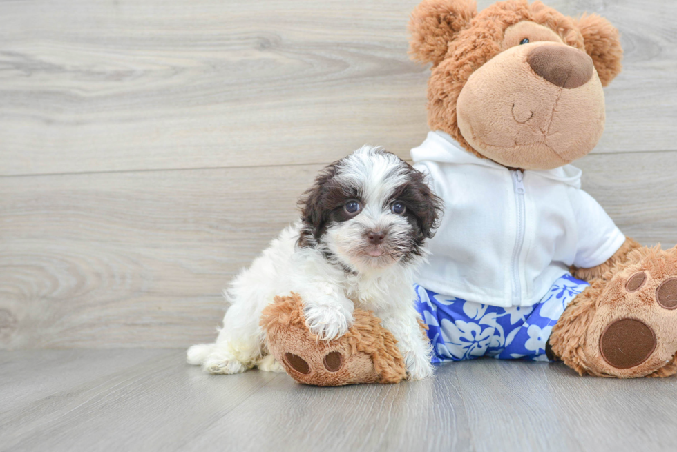 Energetic Havanese Purebred Puppy