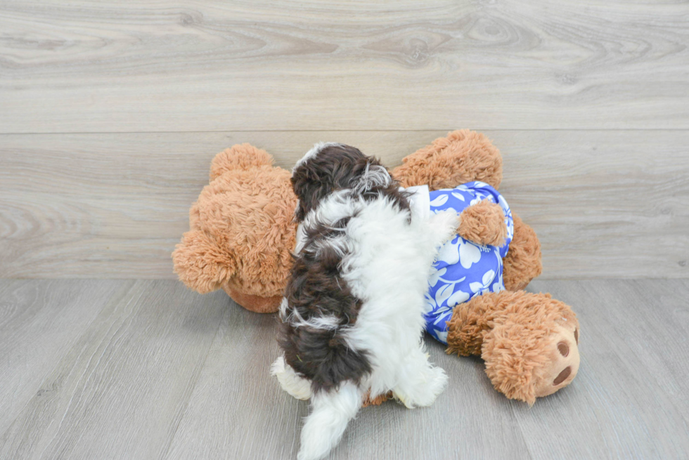 Popular Havanese Baby