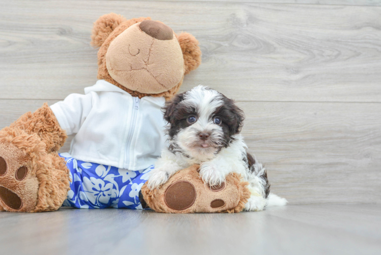 Smart Havanese Purebred Puppy