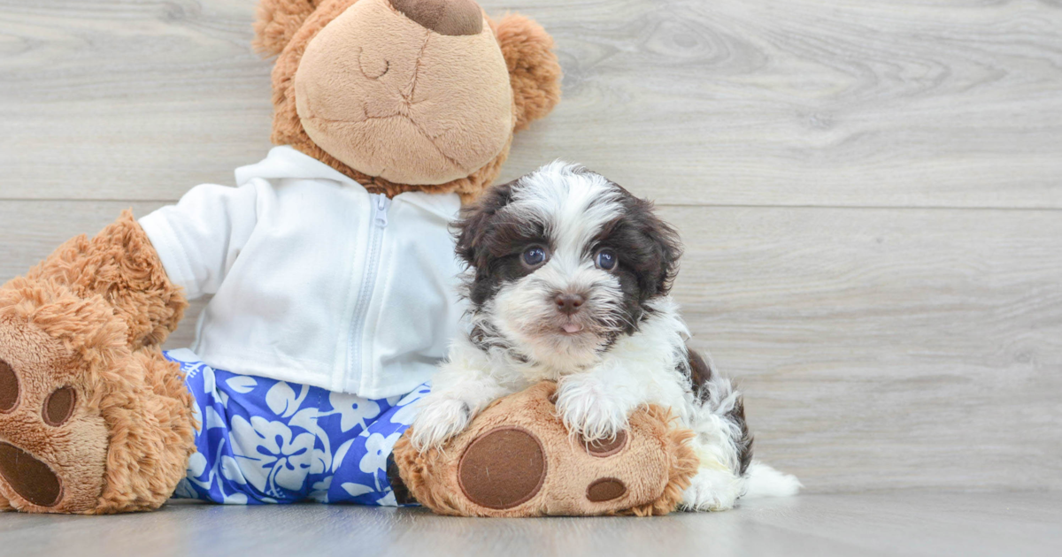 Sweet Havanese Java: 2lb 15oz Purebred Puppy