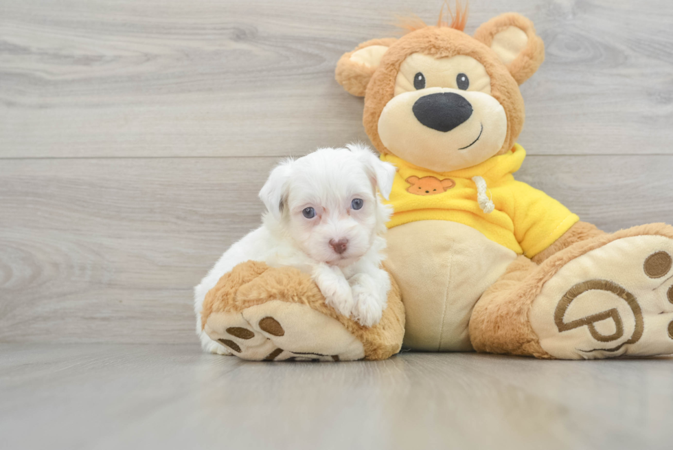 Petite Havanese Purebred Puppy