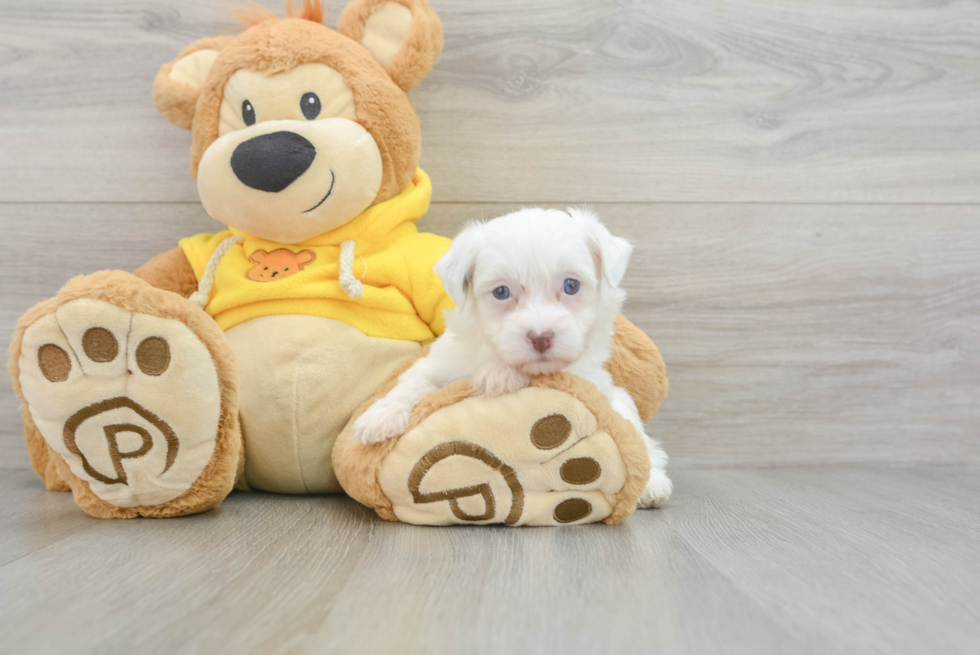 Playful Havanese Purebred Pup