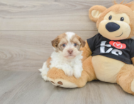 5 week old Havanese Puppy For Sale - Premier Pups
