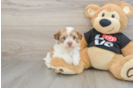 Sweet Bichon Habanero Purebred Puppy